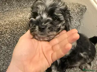 Shihpoo dogs shihpoos puppy’s - Advert 3