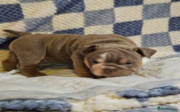 English Bulldog dogs for sale: Kc british bulldogs  - Image 11