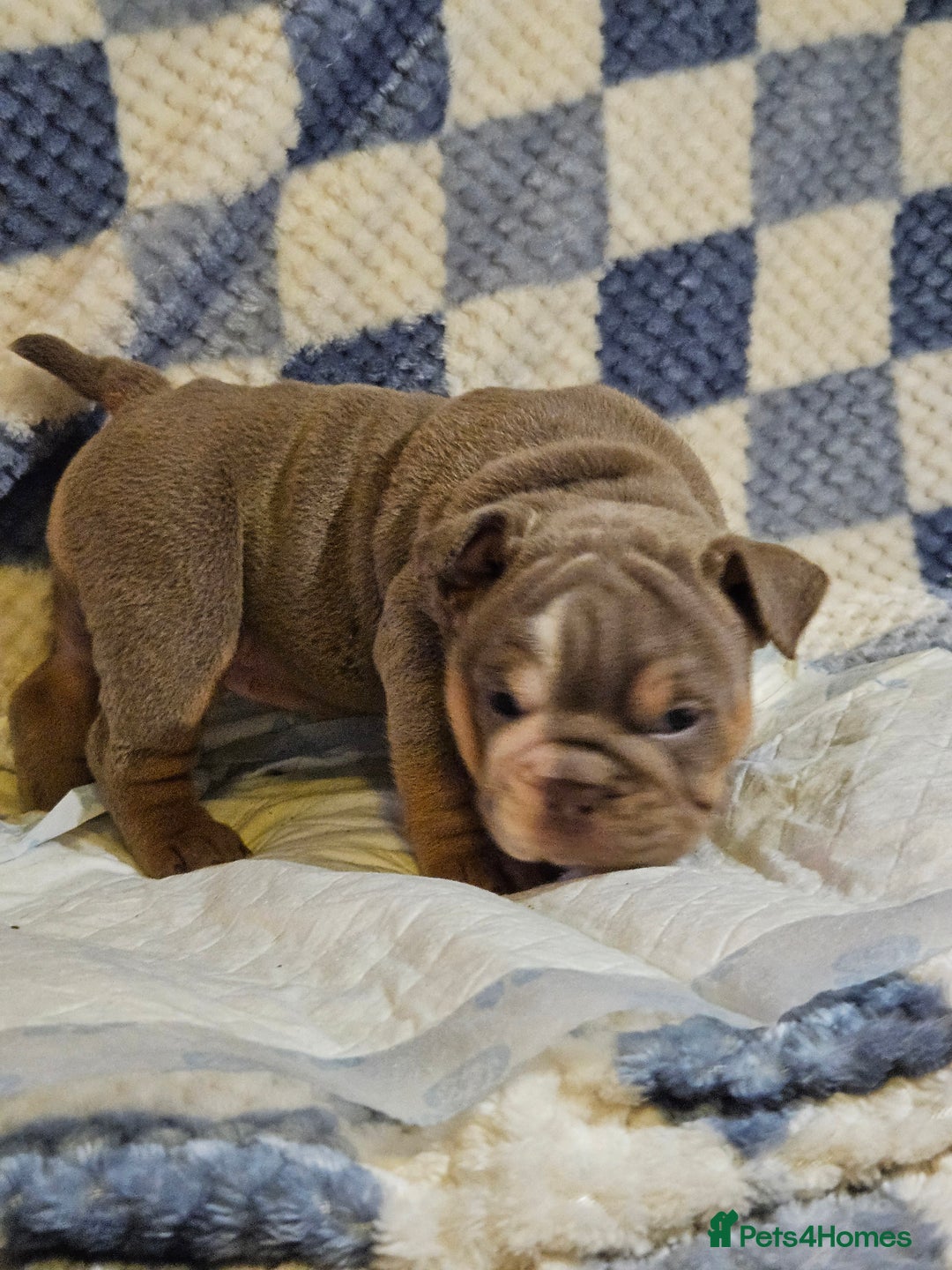 English Bulldog dogs for sale: Kc british bulldogs  - Image 11