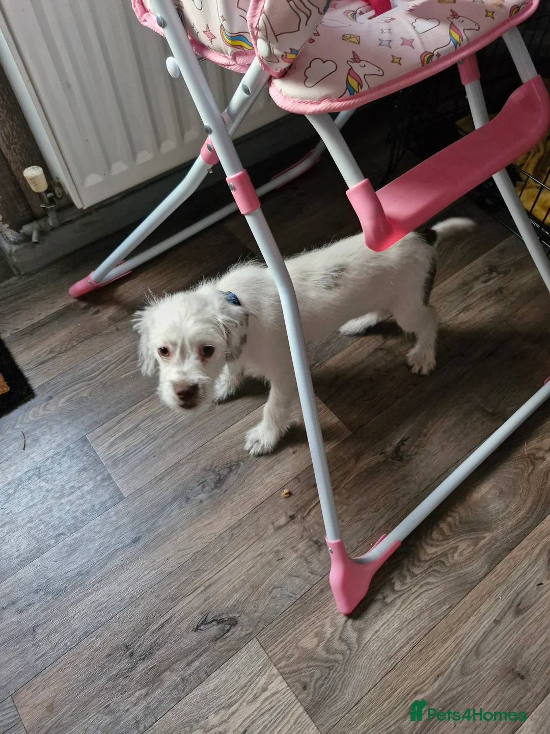 Mixed Breed dogs for sale: Jack Russell cross Yorkshire terrier  - Advert 5