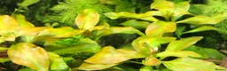 Corys fish for sale: Live aquarium plants*CHEMICAL FREE* - Advert 25