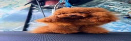 Toy Poodle dogs for stud: TINY ASIAN TEDDY POODLE STUD - Advert 33