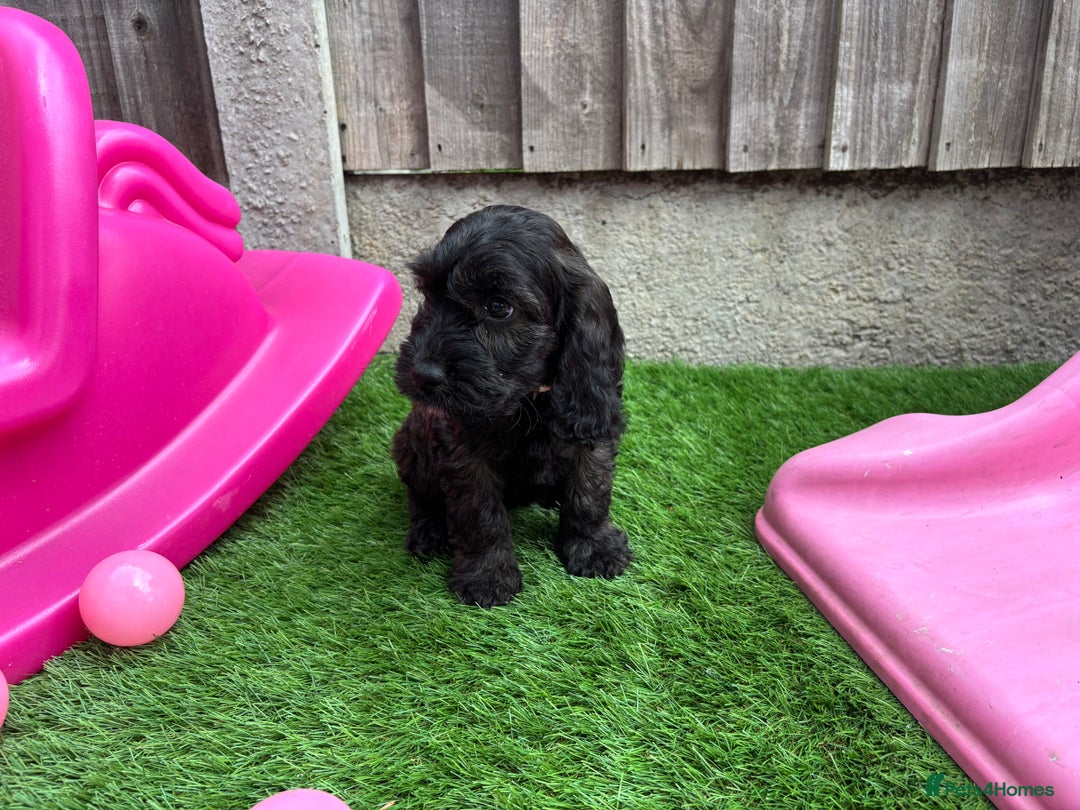 Cockapoo dogs for sale: COCKERPOO’S READY TO LEAVE NOW!  - Image 19