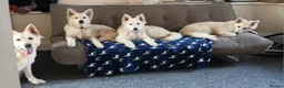 Mixed Breed dogs for sale: WhIte Shepherd Puppies - Advert 5