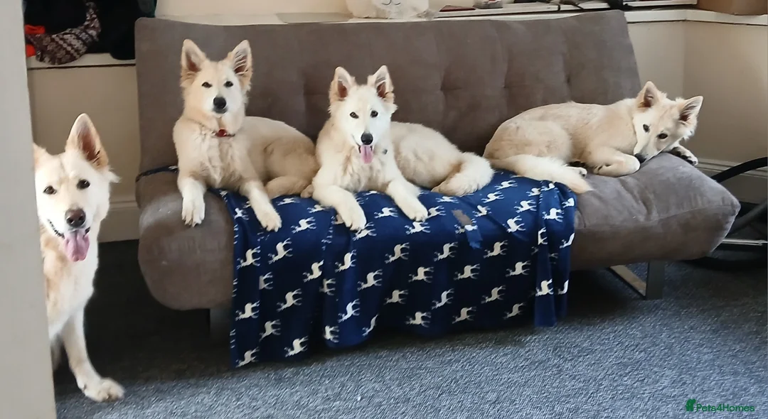 Mixed Breed dogs for sale: WhIte Shepherd Puppies - Advert 5