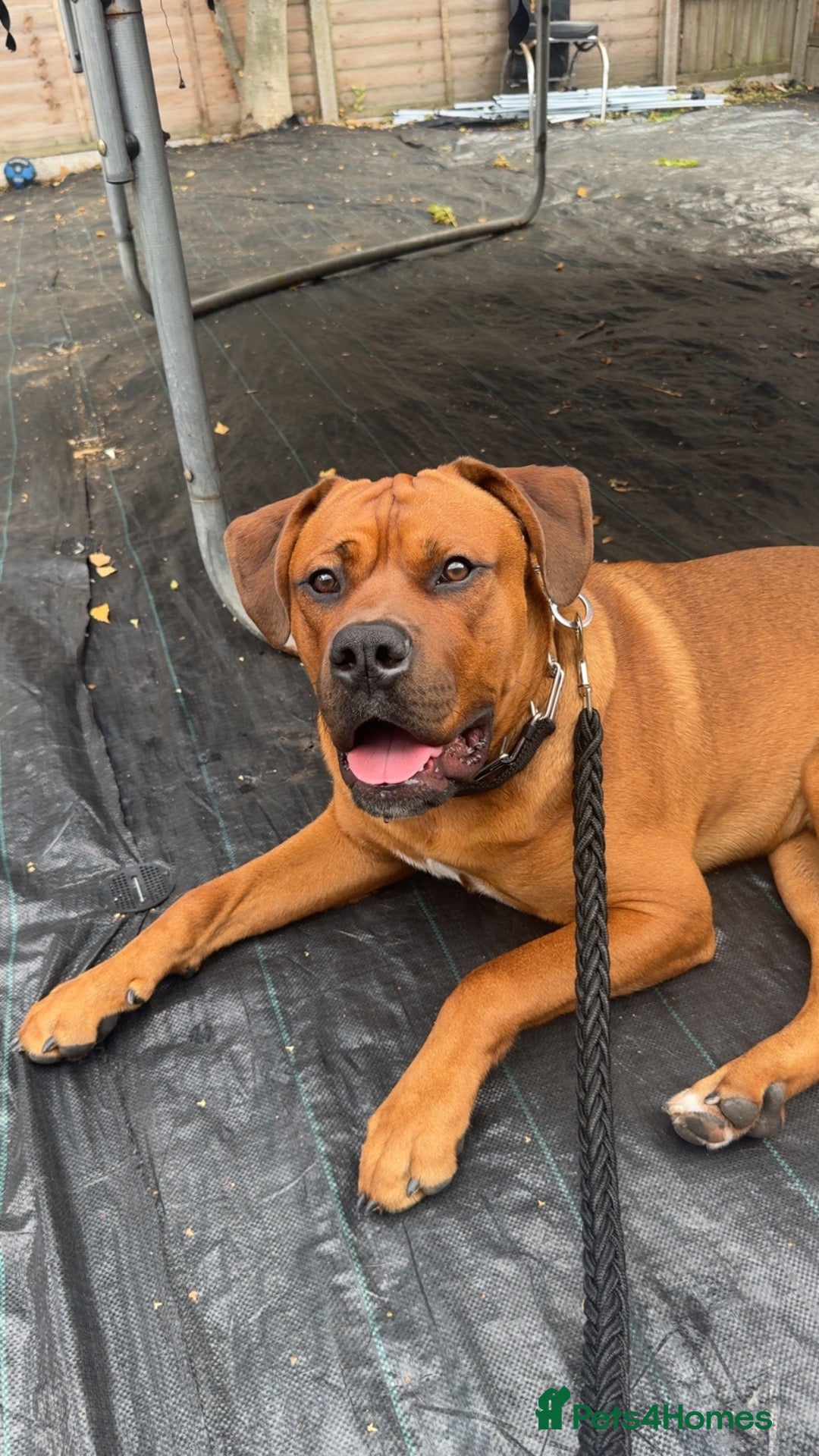 Mixed Breed dogs American Bully X Cane corso mix puppy - Advert 2