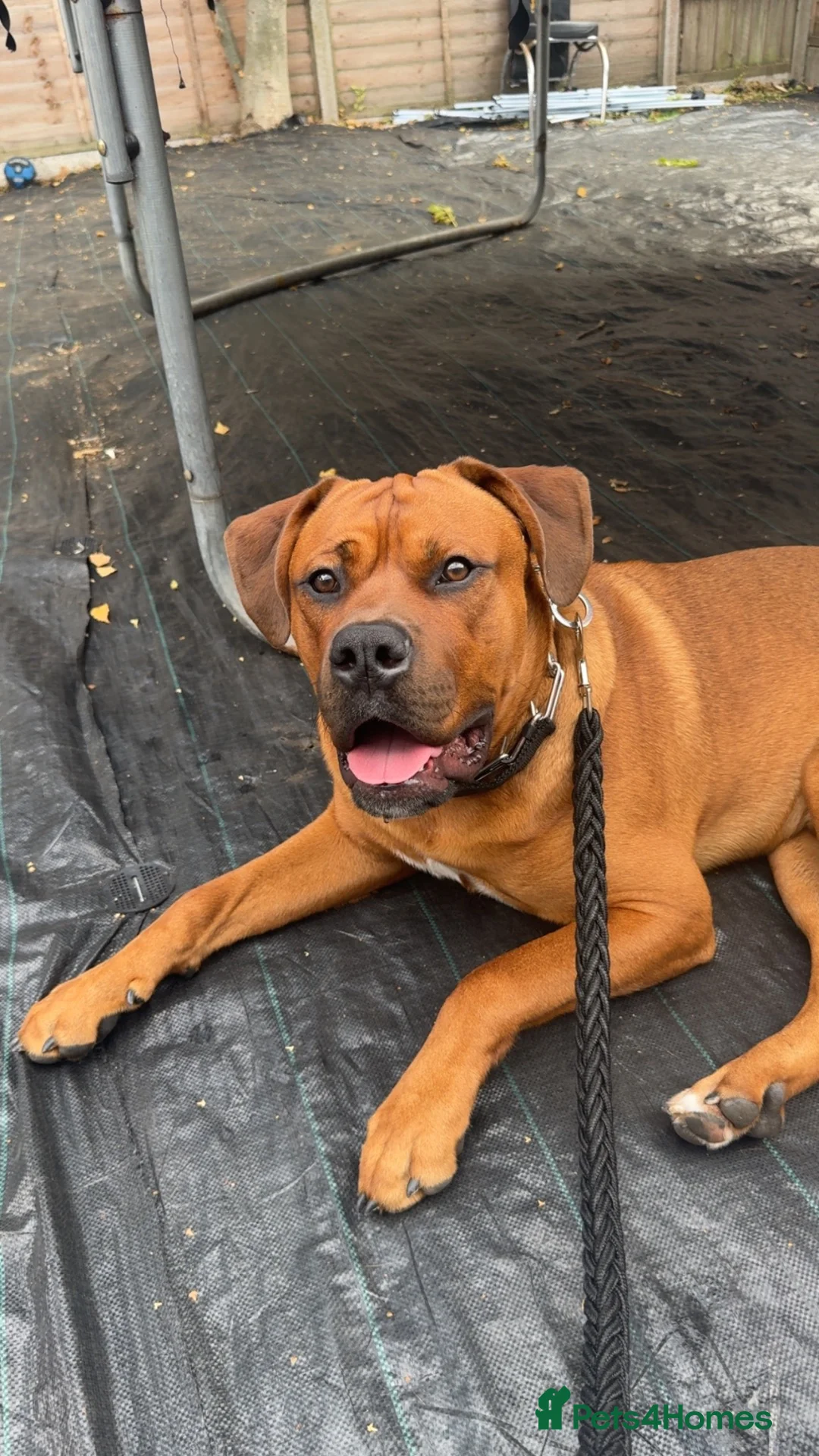 Mixed Breed dogs for sale: American Bully X Cane corso mix puppy in Walsall - Advert 1