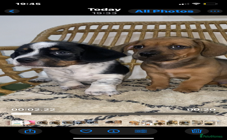 Mixed Breed dogs - Advert 10