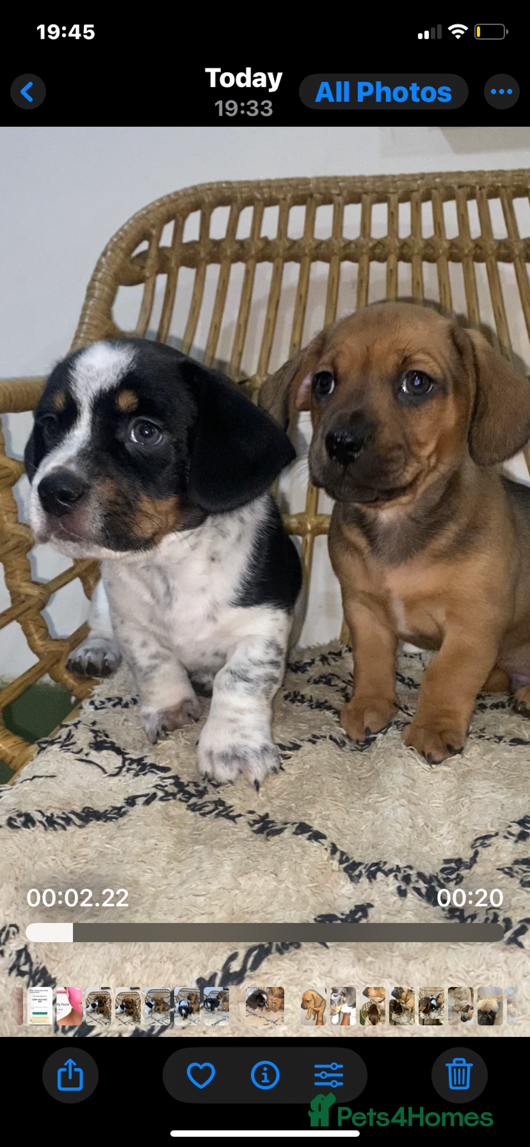 Mixed Breed dogs for sale: French Bull Weiner dogs 6 weeks old  - Image 1