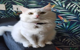 Ragdoll cats for sale: Cat for Sale  - Image 1