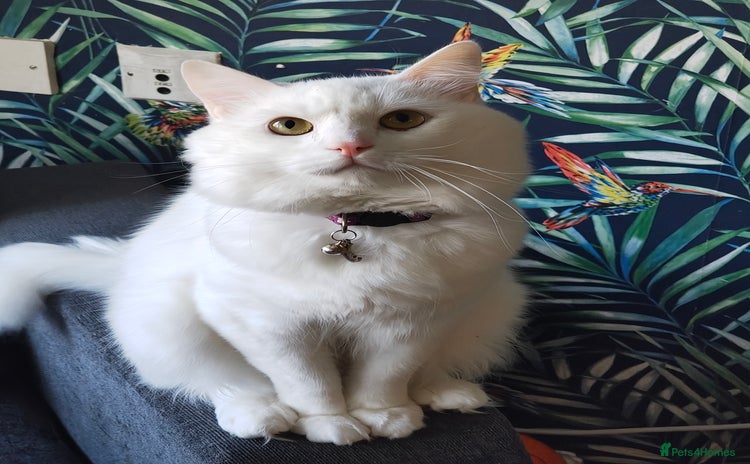 Ragdoll cats for sale - Advert 1