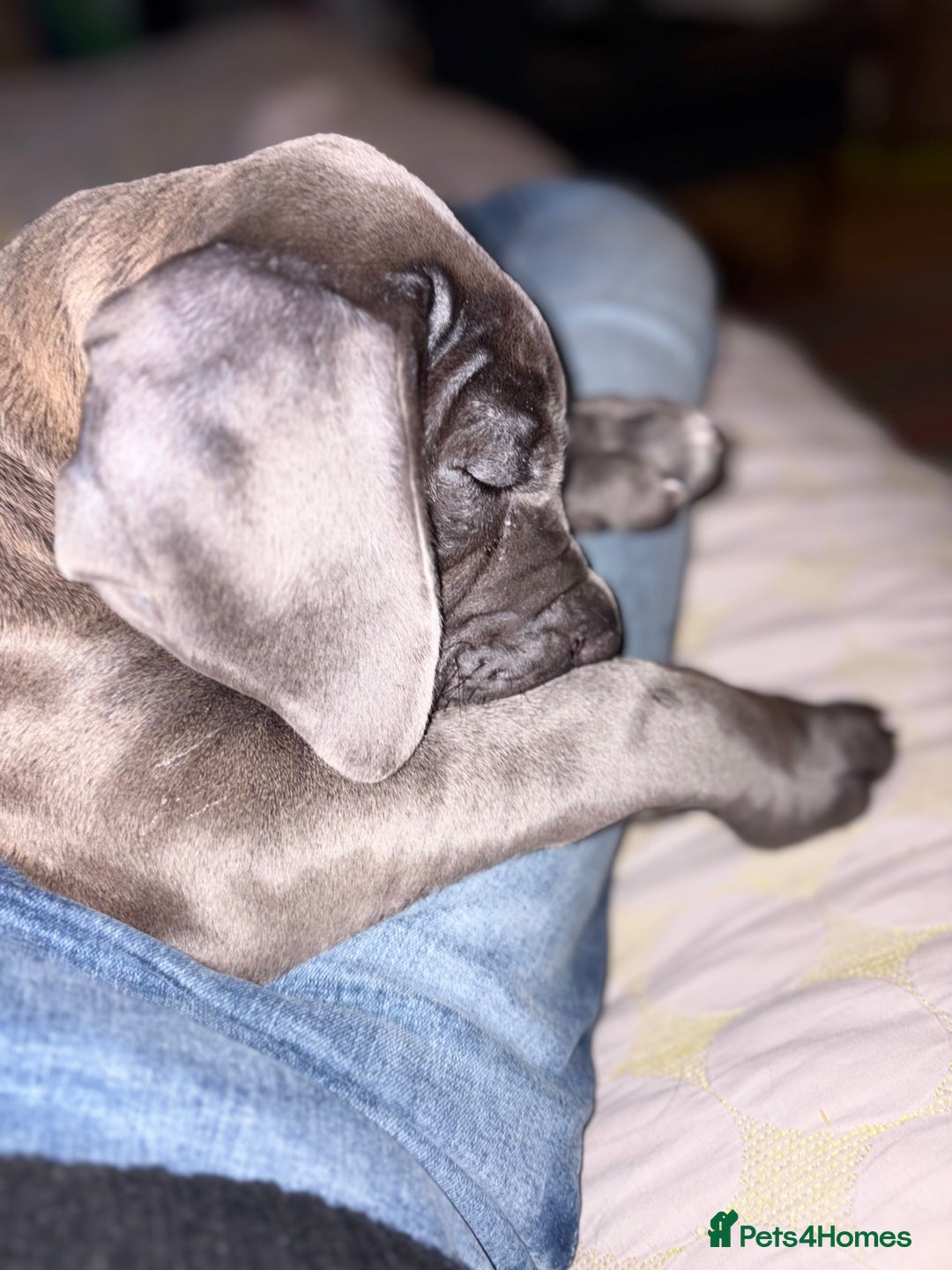 Cane Corso dogs for sale:  Pure breed Cane Corso  Puppies Looking for Homes  - Advert 20