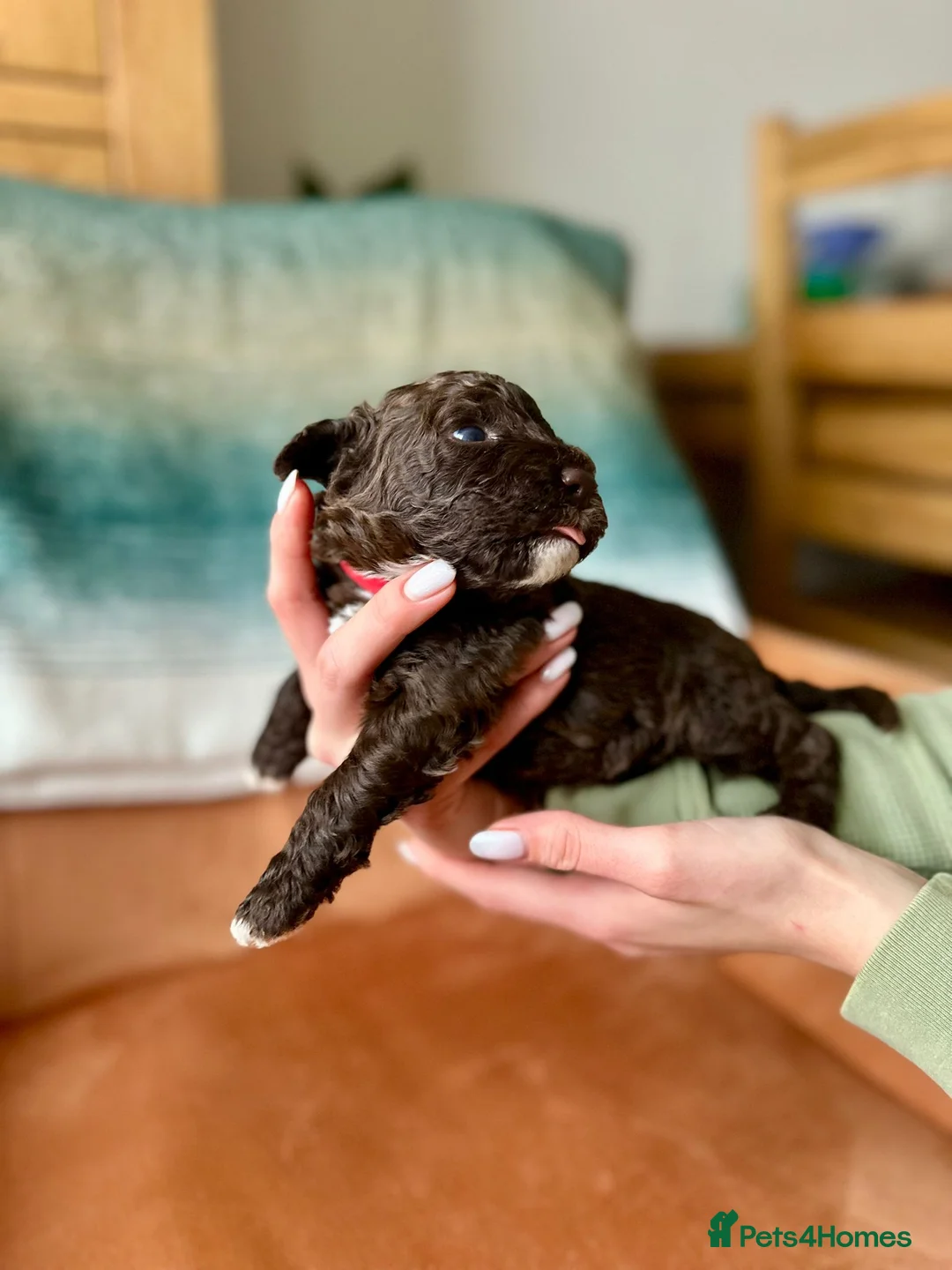 Lagotto Romagnolo dogs for sale: Lagotto Romagnolo Puppies  - Advert 15