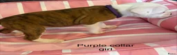 Staffordshire Bull Terrier dogs for sale: Stunning litter of Staffies  - Advert 17