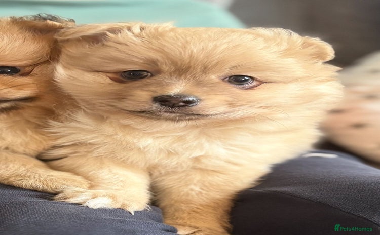 Pomeranian dogs - Advert 1