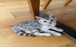 Bengal cats for sale: Beautiful Bengal kittens  in Cambridge - Image 18