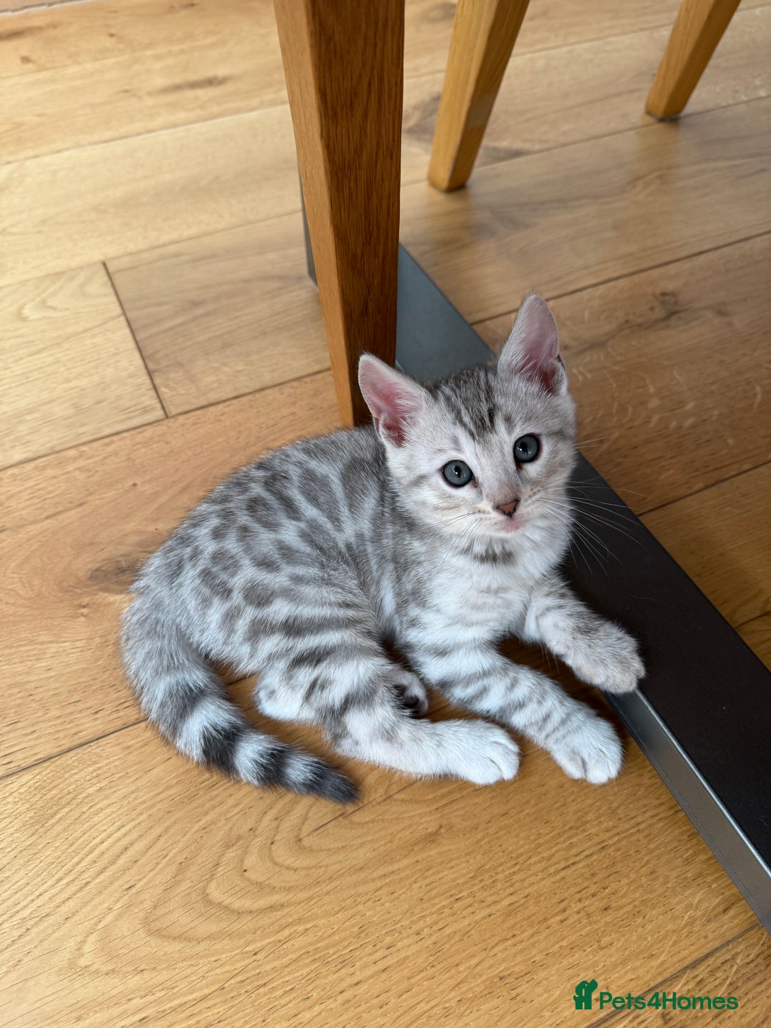 Bengal cats for sale: Beautiful Bengal kittens  in Cambridge - Image 18