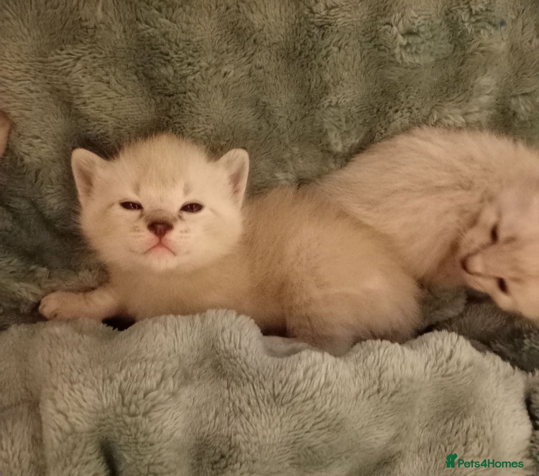 Bengal cats for sale: Bengal ragdoll kittens available halloween - Image 8