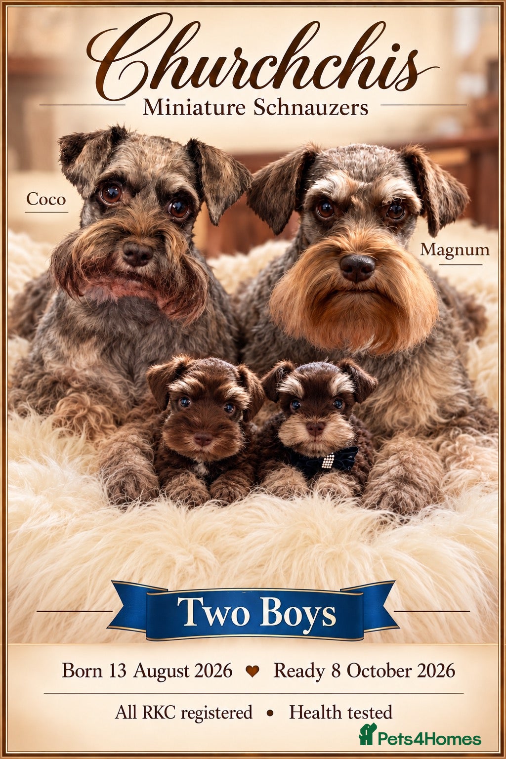 Miniature Schnauzer dogs 5*Licensed RKC Chocolate Schnauzers H/T  - Advert 10