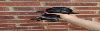 Miniature Dachshund 5