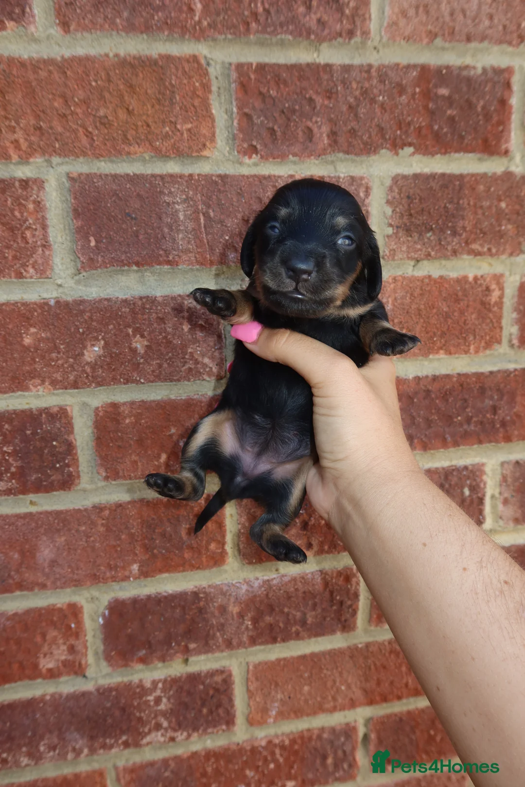 Miniature Dachshund dogs for sale: Stunning miniature dachshunds  - Advert 2