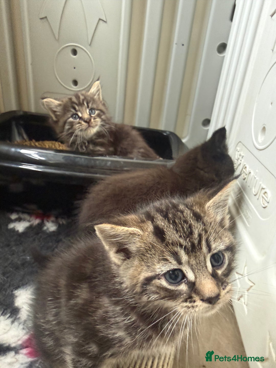 Mixed Breed cats for sale: Adorable kittens  - Advert 6