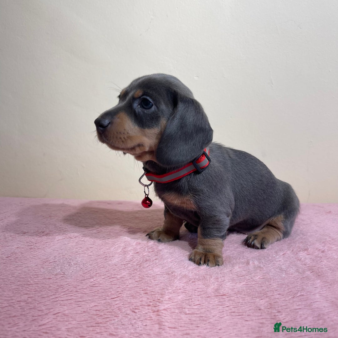 Miniature Dachshund dogs for sale: Miniature dachshund puppies  - Image 10