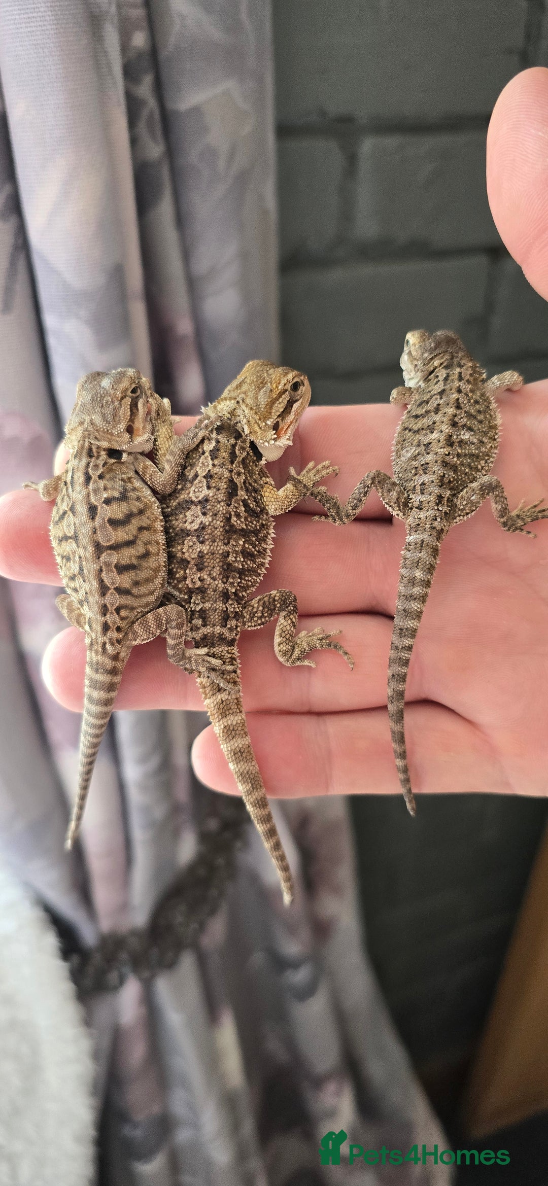 Bearded Dragon reptiles for sale: Baby bearded dragons - Image 4