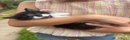 Turkish Angora cats for sale: 3 Stunning Turkish Angora Kittens - Advert 8