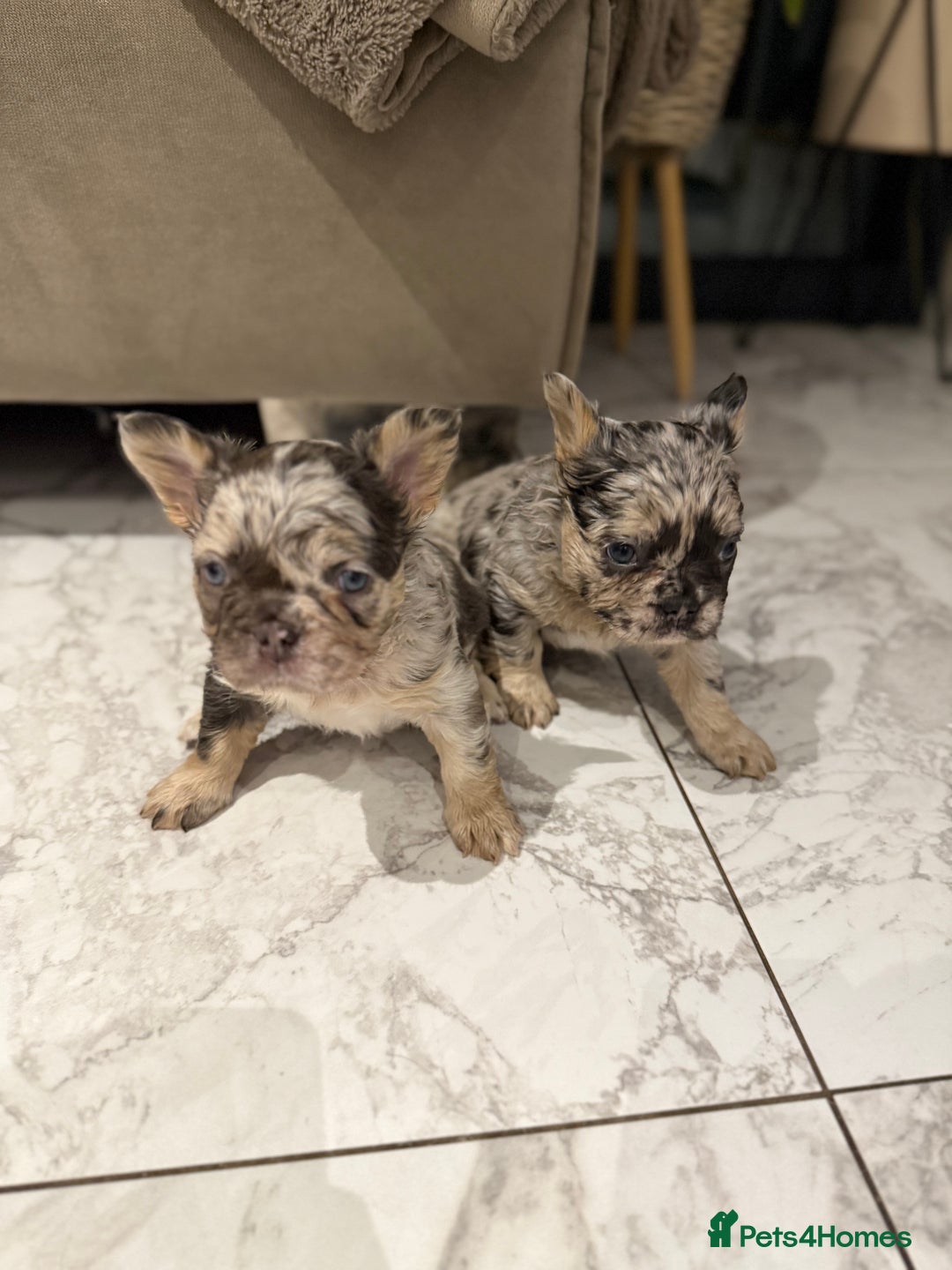 French Bulldog dogs for sale: 8weeks old Fluffy french bulldog puppies - Advert 13