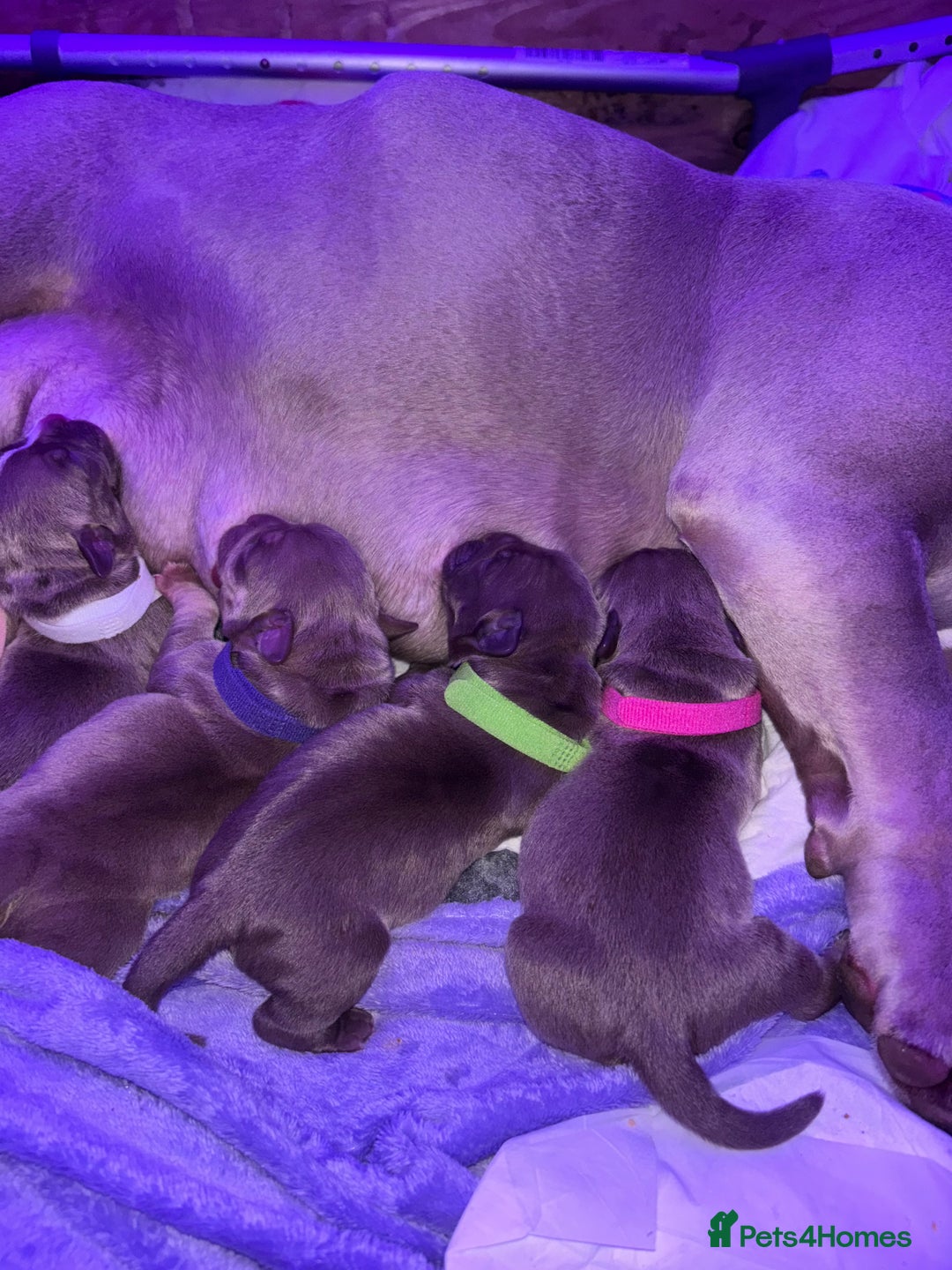 American Bully dogs for sale: Pocket bully puppy’s  - Image 19