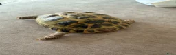 Tortoise reptiles for sale: Female Horsefield Tortoise  in Nottingham - Advert 6