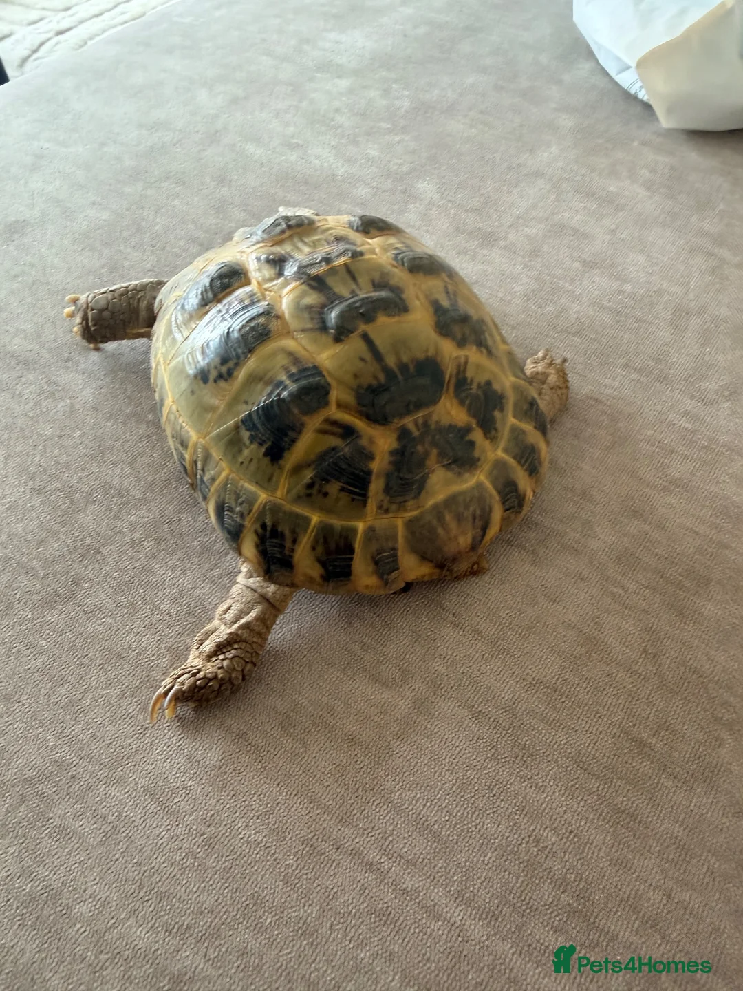 Tortoise reptiles for sale: Female Horsefield Tortoise  in Nottingham - Advert 6