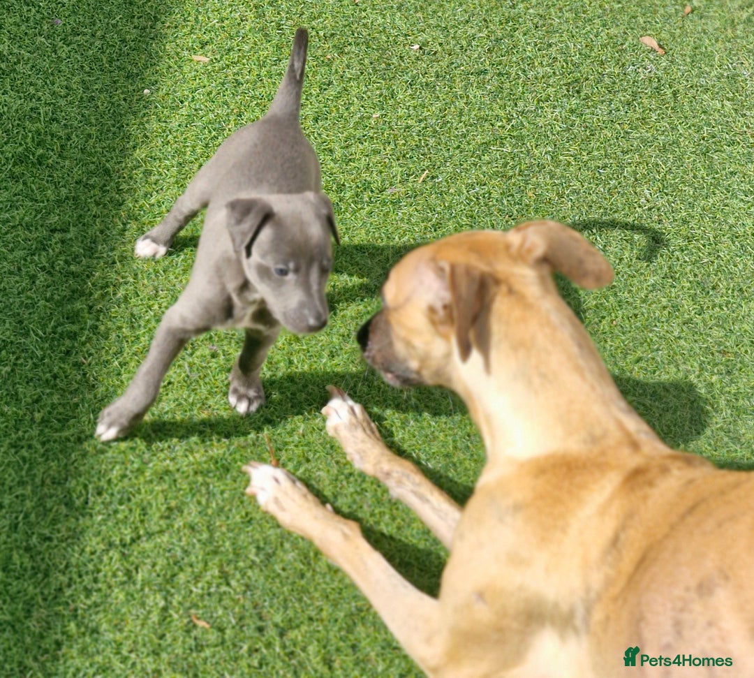 Whippet dogs for sale: Whippets - Image 11
