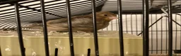 Finches birds for sale: Star Finches For Sale Located Rowlands Gill in Rowlands Gill - Advert 7