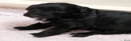 Bordoodle dogs for sale: Gorgeous Bordoodles in Plymouth - Advert 21