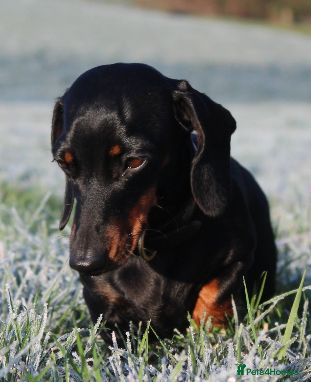Miniature Dachshund dogs for sale: Stunning Miniature Dachshund Puppies - Advert 23