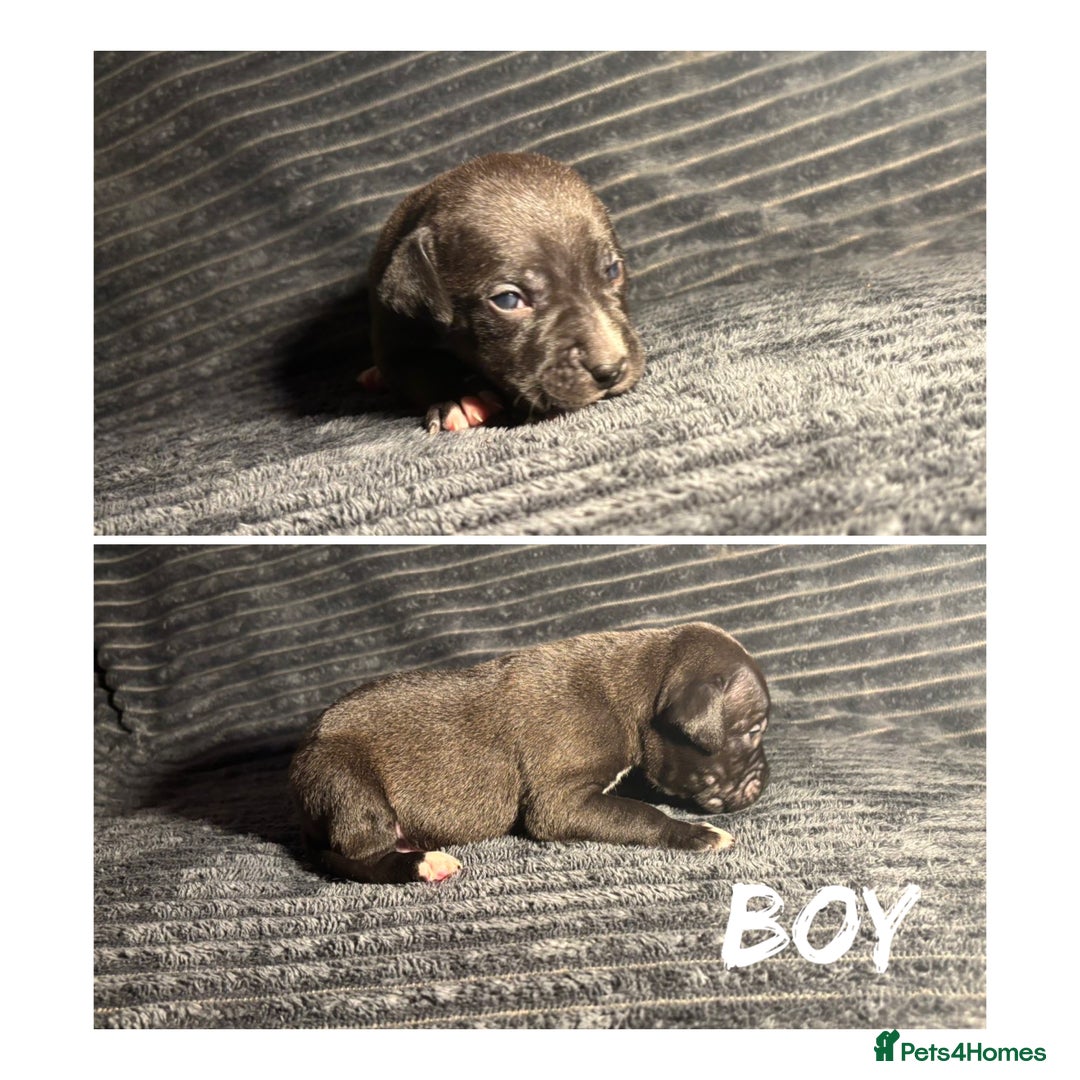 Mixed Breed dogs for sale: Staffordshire bull terrier X - Advert 7