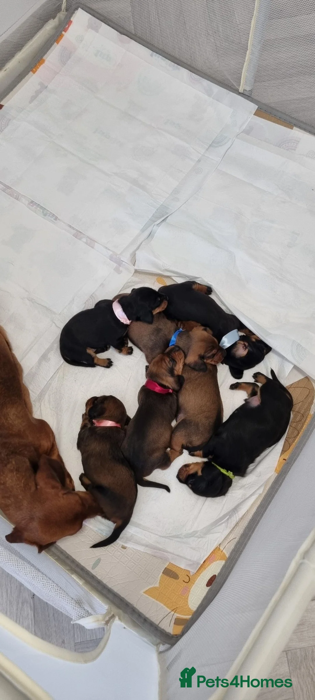 Dachshund dogs for sale: Adorable standard dachshunds with pedigree FCI - Advert 18