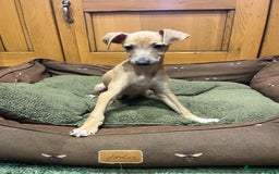 Italian Greyhound dogs for sale: Italian greyhound puppies  - Image 4