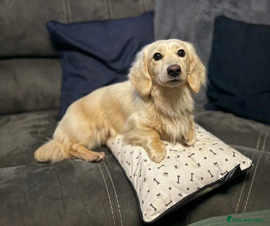 Miniature Dachshund dogs for stud: KC- ee/ii CREAM miniature LH dachshund in Sutton-in-Ashfield - Advert 4