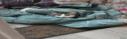 Domestic Shorthair cats for sale: Kitten 1 Year Old Looking For Forever Home - Advert 9