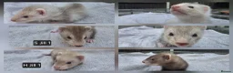 Ferret rodents for sale: Full, Semi & Half Angora Kits - Advert 1