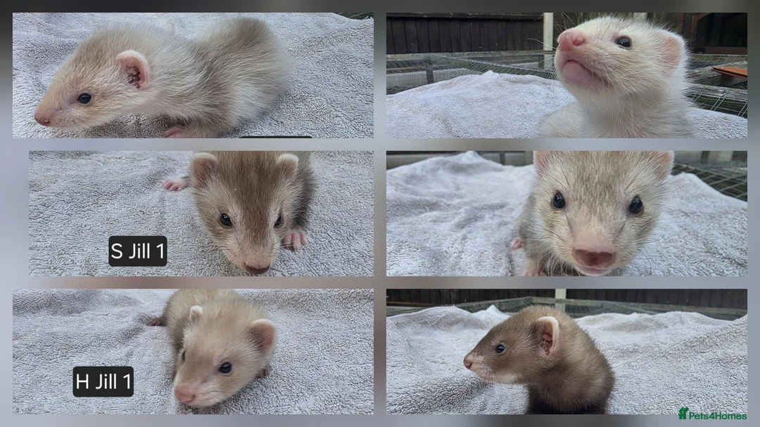 Ferret rodents for sale: Full, Semi & Half Angora Kits - Advert 1