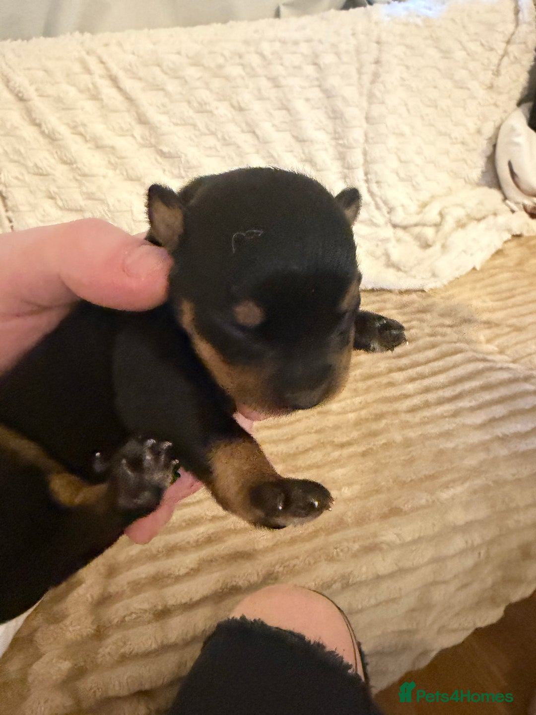 Rottweiler dogs for sale: Chunky Rottweiler puppies! - Advert 25