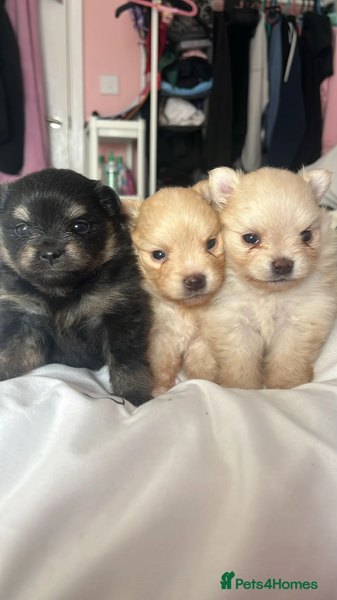 Pomeranian dogs for sale: Baby poms  - Advert 5