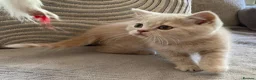 British Shorthair cats for sale: GCCF British Shorthair Kittens  in Southampton - Advert 6