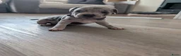 Staffordshire Bull Terrier dogs for sale: Merle and blue Staffordshire bull terrier puppies  - Advert 8