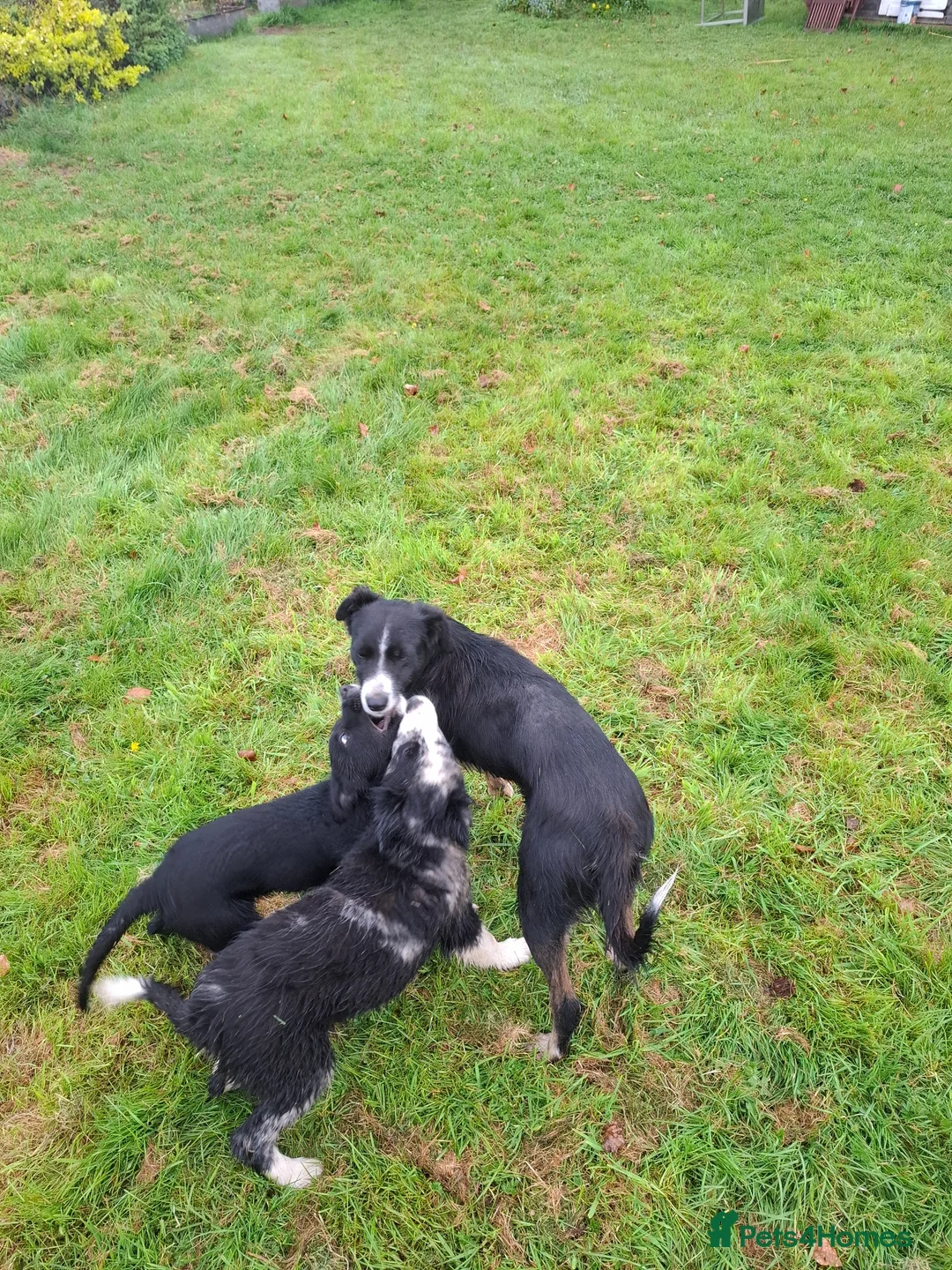 Border Collie dogs for sale: Border Collie pups in Abergavenny - Advert 2