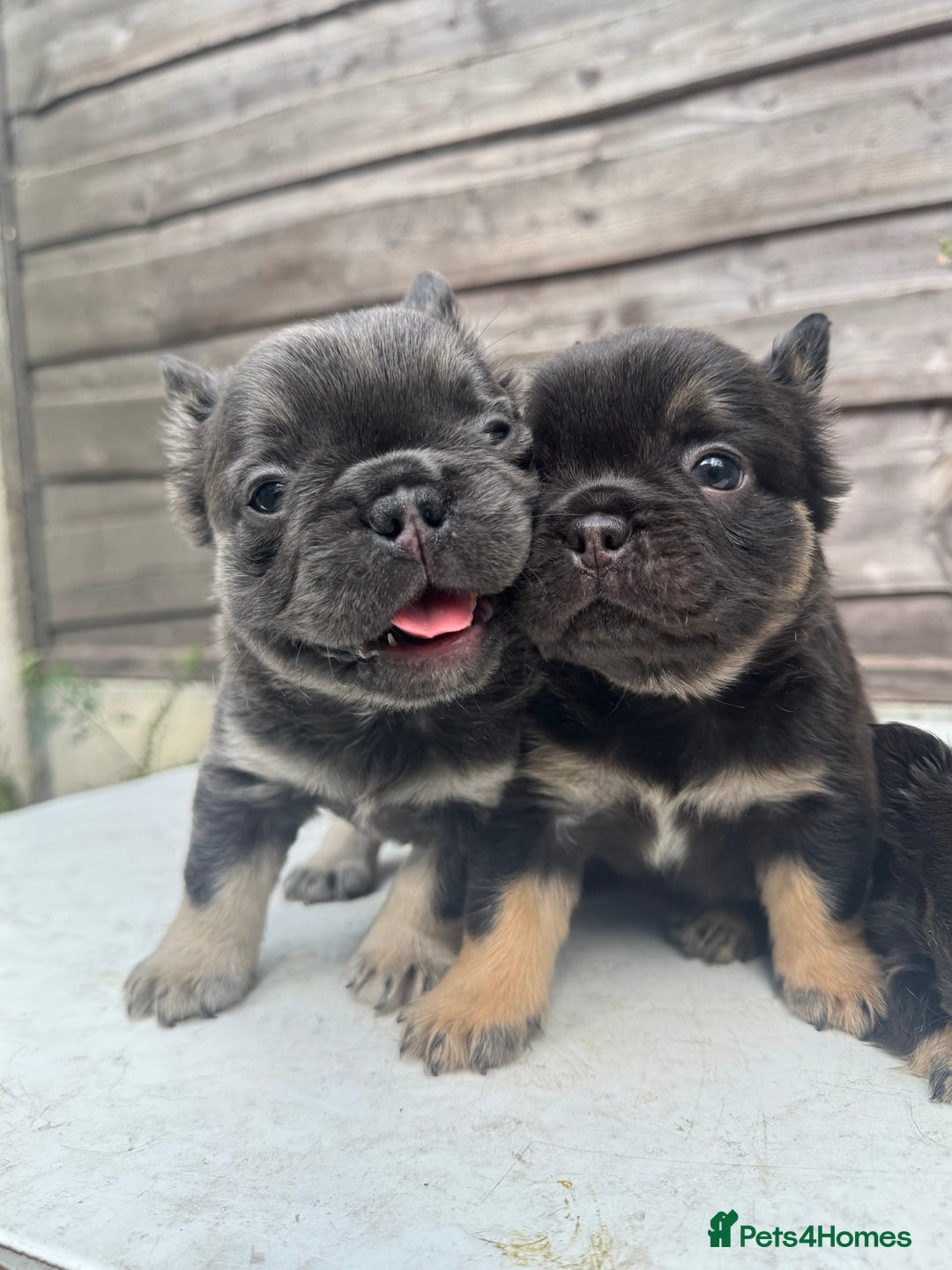 French Bulldog dogs for sale: Newshade Isabella carrying pink French bulldog - Image 15